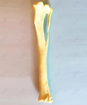 Хирургическая практика Имитация кости собаки модель большеберцовой кости ортопедический скелет собаки Скелет животного Собачий питомец