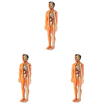 3X 3D Модель Анатомии человеческого тела Детская Пластиковая игрушка-скелет 