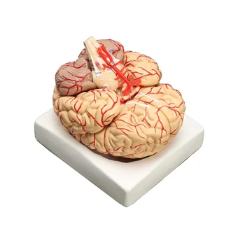 Мультяшная модель анатомии мозга человека в натуральную величину, медицинский набор из 8 частей, бюджетная анатомия артерий мозга