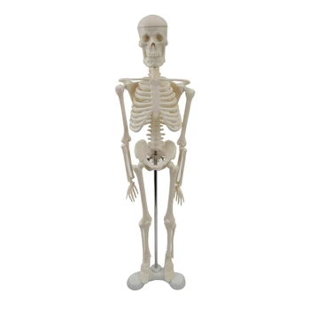 Анатомическая модель человеческого скелета Модель человеческого скелета с подвижными руками и ногами