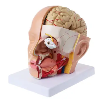 Анатомия головы человека, череп, мозговая артерия, анатомическая модель для учебного челнока