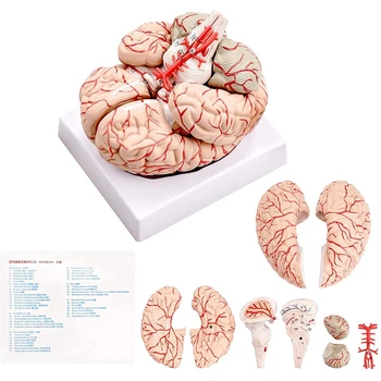 Модель человеческого мозга, анатомическая модель человеческого мозга в натуральную величину с подставкой для дисплея, для изучения в классе естествознания и преподавания