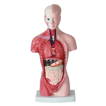 Анатомия модели человеческого туловища Модель сборки анатомических внутренних органов 11 дюймов для обучения студентов