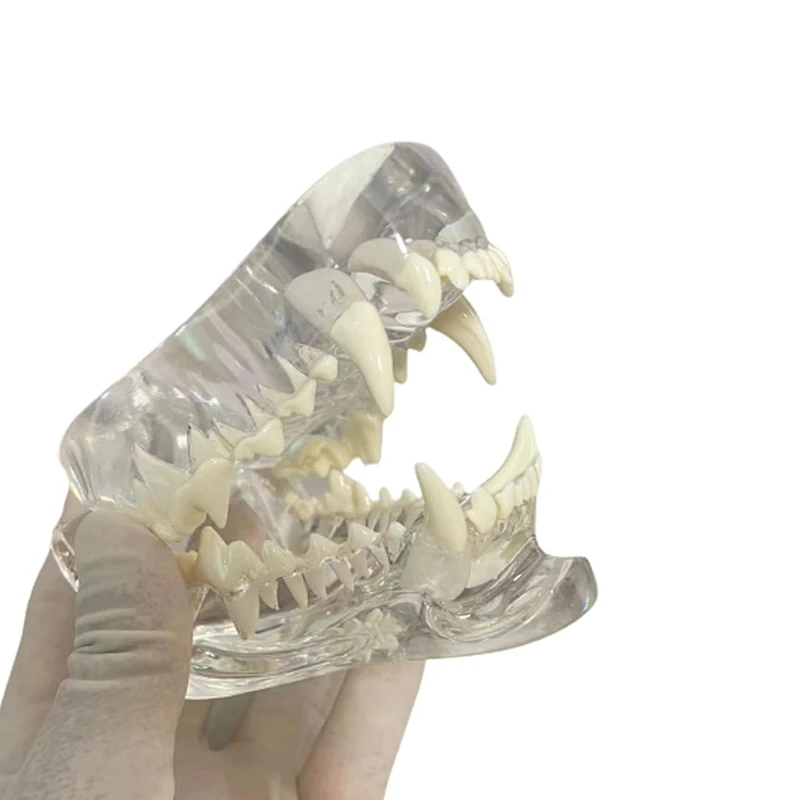 Прозрачные Собачьи зубы Анатомическая модель Челюсти животного для ветеринарного учебного пособия