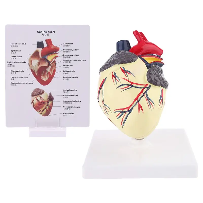 Модель Анатомии сердца собаки, изучение органов домашних животных, Учебное пособие для обучения