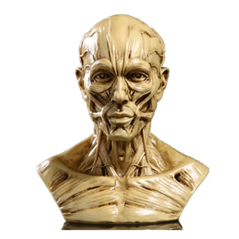 Модель головы из мышечного скелета человека, анатомическая скульптура черепа, художественный эскиз, медицинские учебные принадлежности