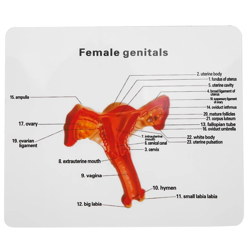 Модель женской матки человека, яичников, фаллопиевых труб 1: 1, Анатомическая модель анатомии человека, учебные пособия