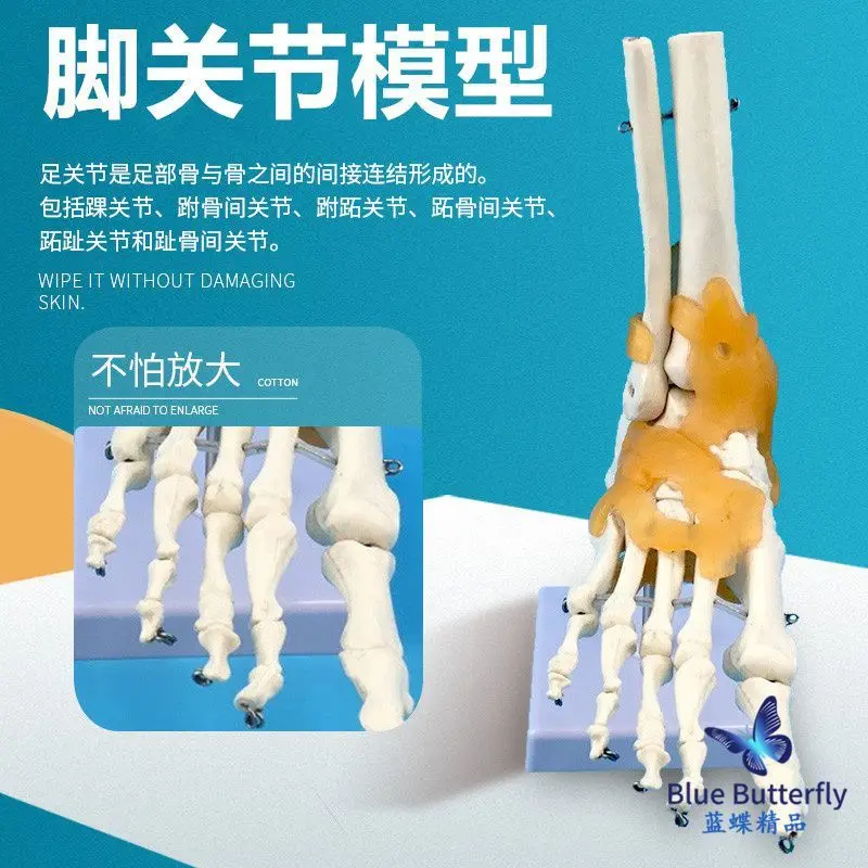 Модель кости стопы, модель кости стопы, функциональная модель сустава стопы взрослого человека, вспомогательная связка сустава стопы человека
