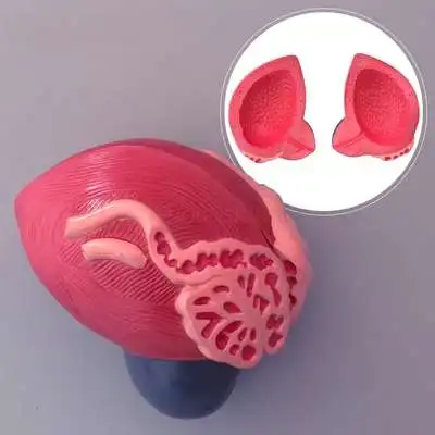 Модель мочевого пузыря модель увеличения мужского мочевого пузыря и простаты структура мочеполовой системы учебные медицинские пособия