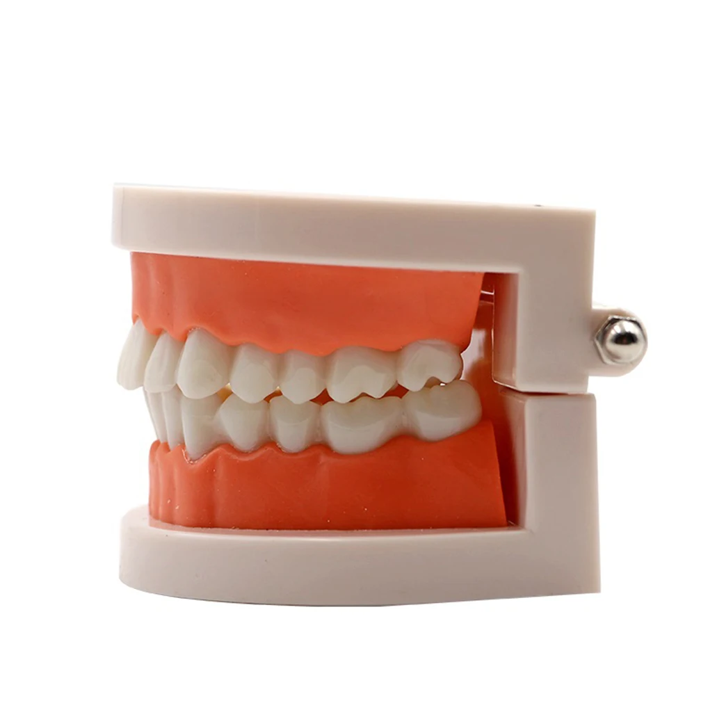обучающая модель зубов для детей, 1 шт., для девочек и мальчиков, для учебы, для демонстрации медицинских моделей, стандартный инструмент для студентов-стоматологов