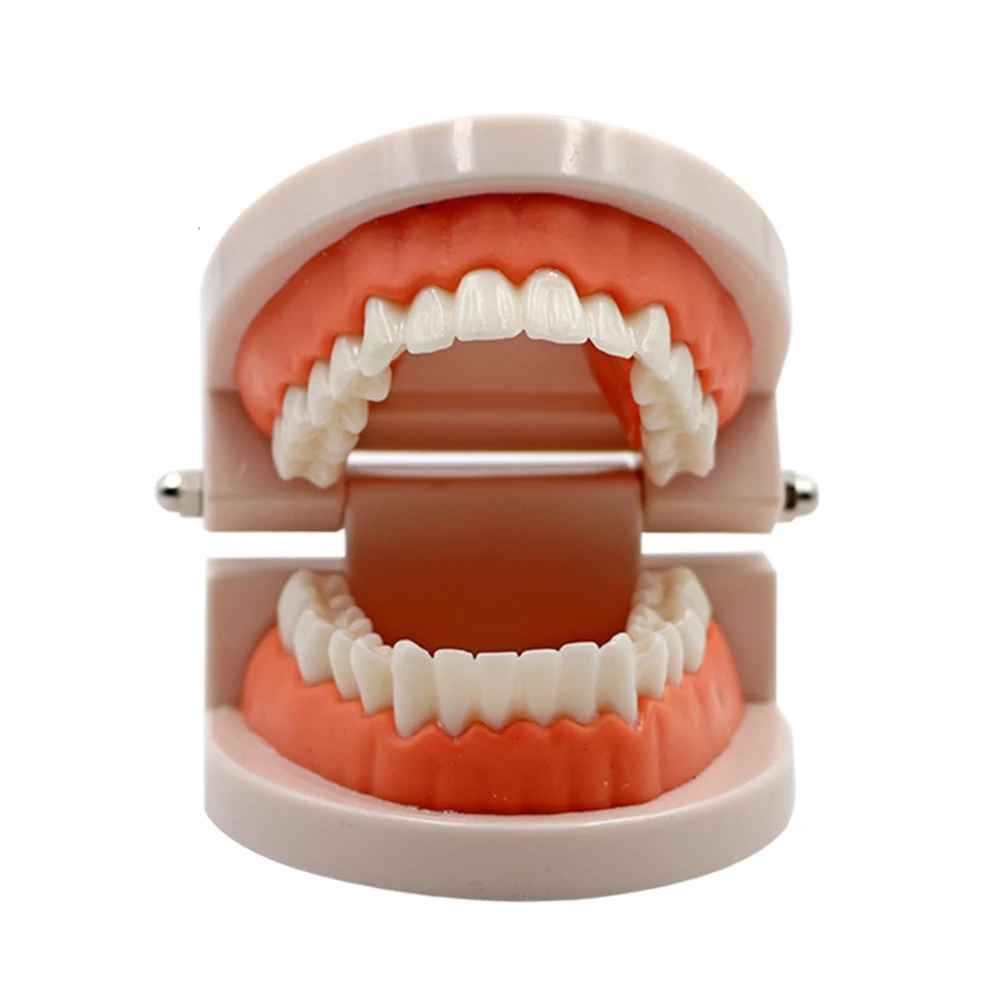 обучающая модель зубов для детей, 1 шт., для девочек и мальчиков, для учебы, для демонстрации медицинских моделей, стандартный инструмент для студентов-стоматологов