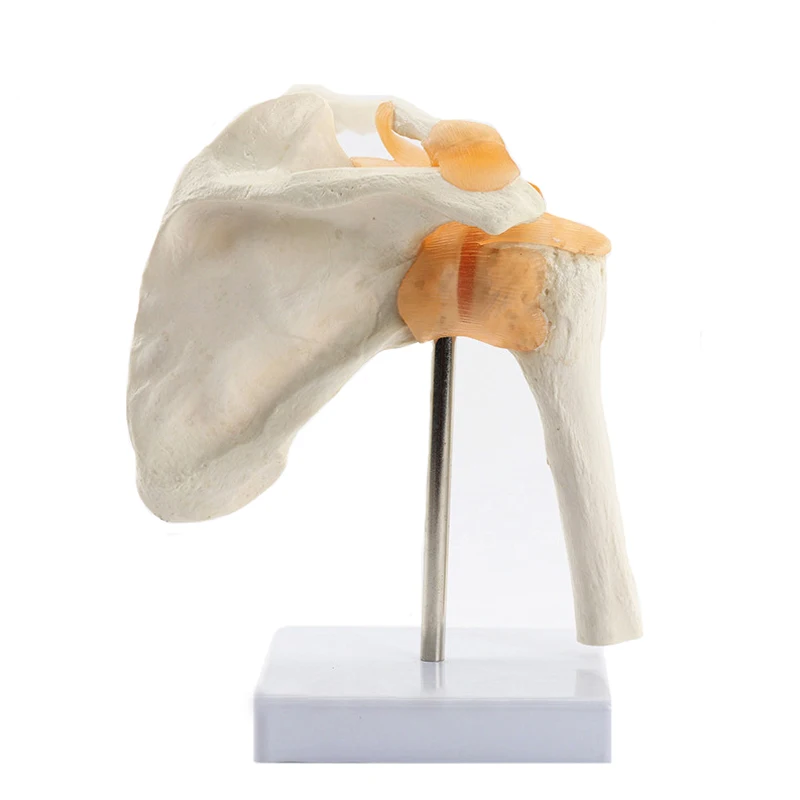Анатомическая модель Функционального плечевого сустава человека, Учебные материалы по медицине, Прямая поставка