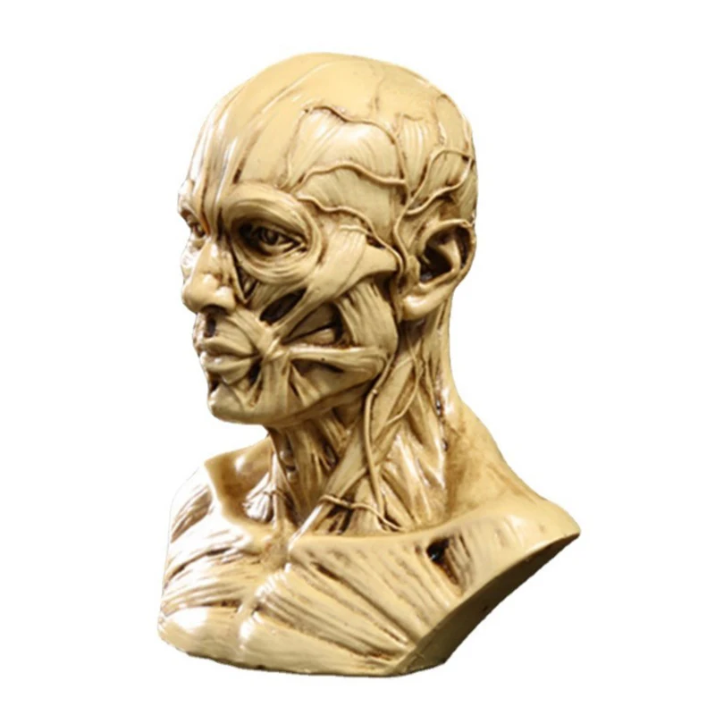 Модель головы из мышечного скелета человека, анатомическая скульптура черепа, художественный эскиз, медицинские учебные принадлежности