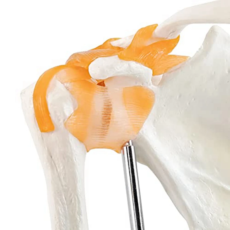 1 шт. Анатомическая модель плечевого сустава Анатомия связок плеча человека для офиса, медицины