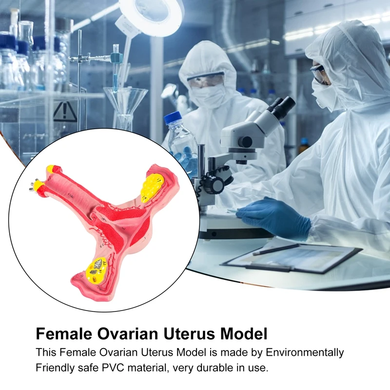 Модель женской матки человека, яичников, фаллопиевых труб 1: 1, Анатомическая модель анатомии человека, учебные пособия