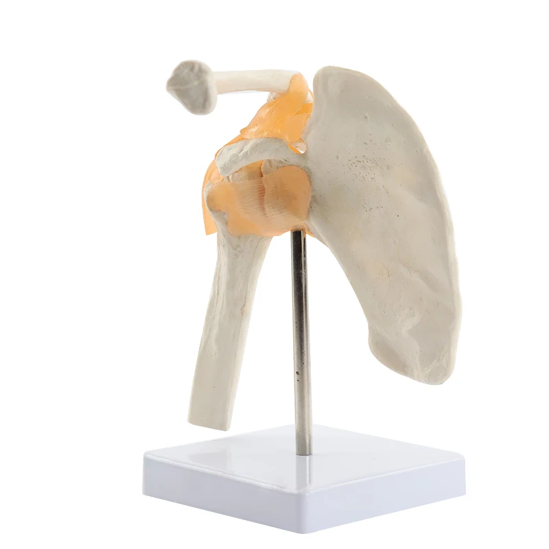 Анатомическая модель Функционального плечевого сустава человека, Учебные материалы по медицине, Прямая поставка