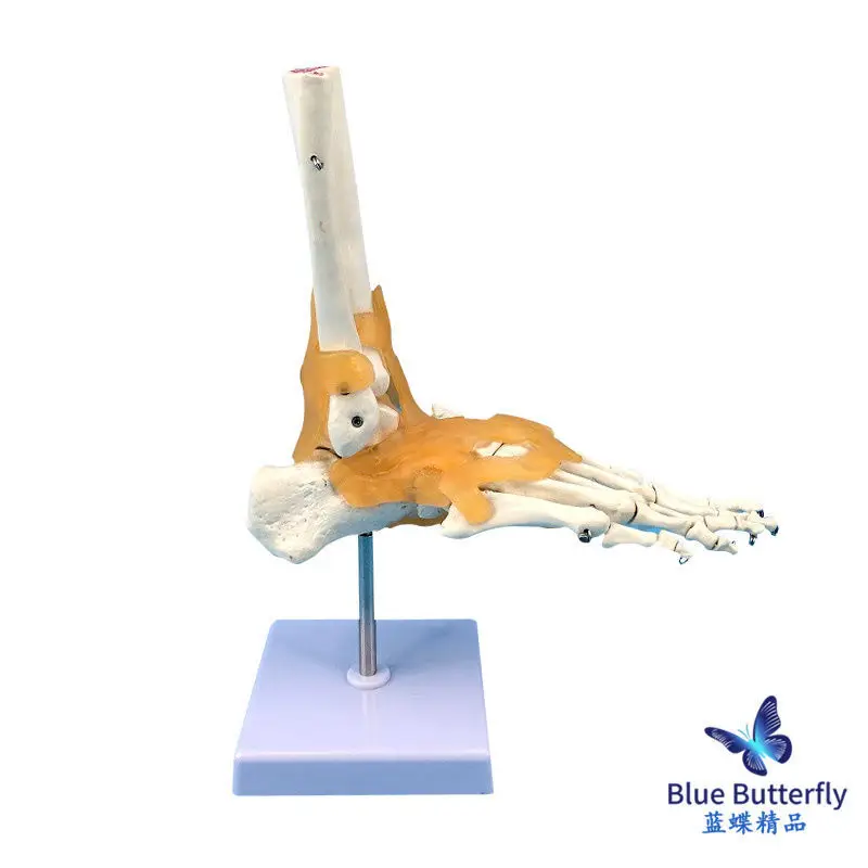 Модель кости стопы, модель кости стопы, функциональная модель сустава стопы взрослого человека, вспомогательная связка сустава стопы человека