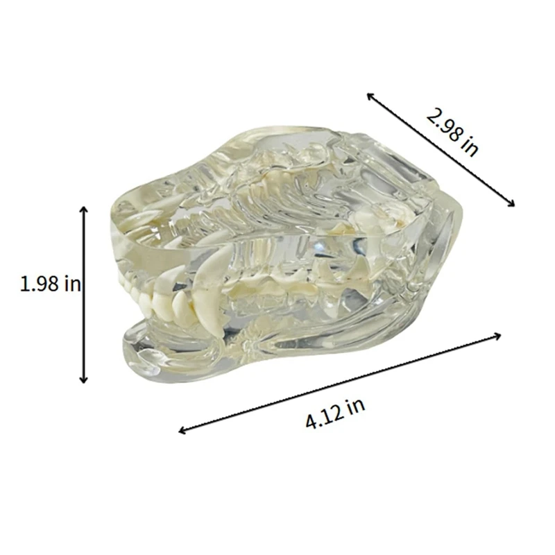 Прозрачные Собачьи зубы Анатомическая модель Челюсти животного для ветеринарного учебного пособия